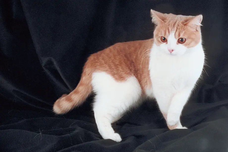 A cat with orange and white fur stands on a black fabric background, looking slightly to the right.